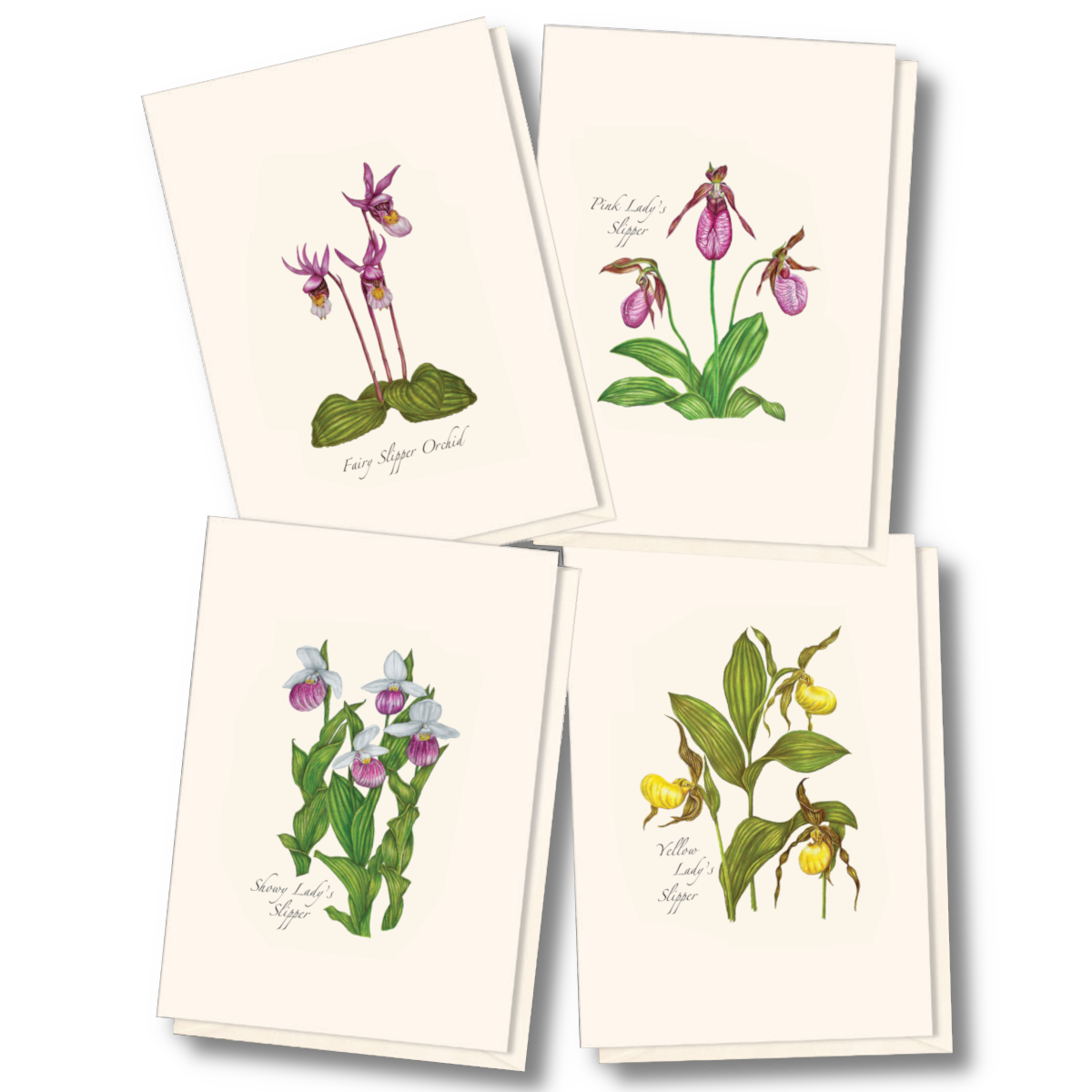 Native Orchid Assortment Red Barn Park Rapids MN native-orchid-assortment-red-barn-park-rapids-mn